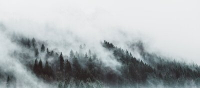 Sticker Moody forest landscape with fog and mist