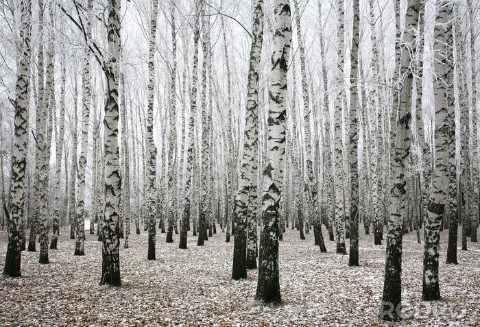 Sticker Motiv schwarz-weiß mit Birken