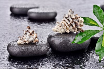 Sticker Muscheln auf Basaltsteinen