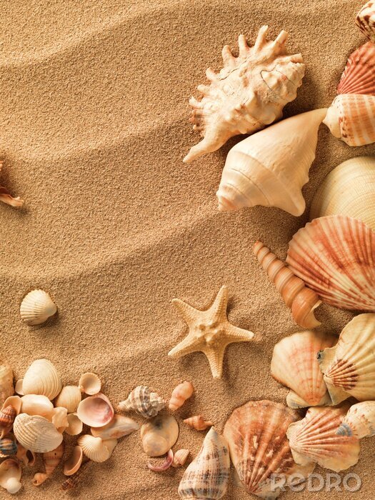 Sticker Muscheln auf Sand