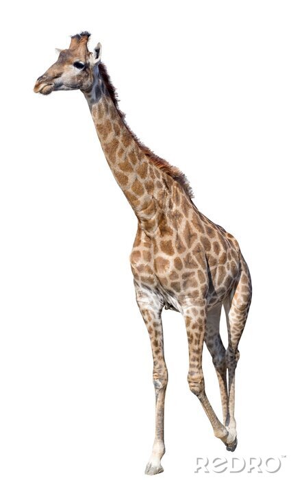 Sticker Muster mit realistischer Giraffe