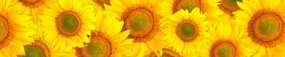 Sticker Muster von Sonnenblumen