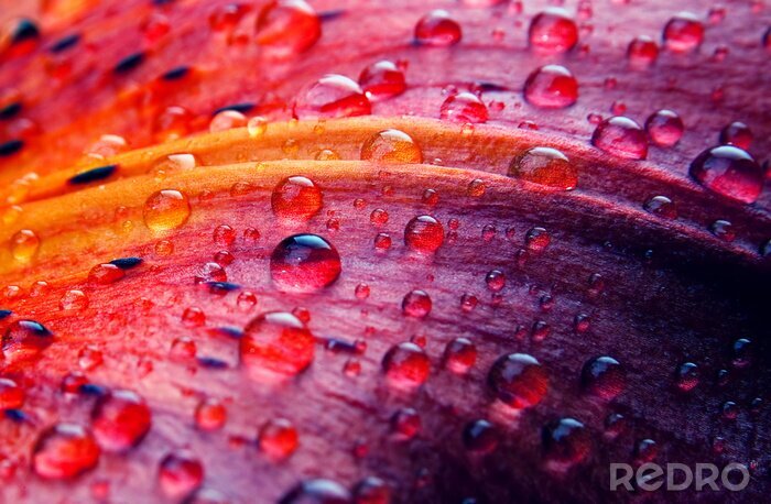 Sticker Nahaufnahme der Blume mit Wassertropfen