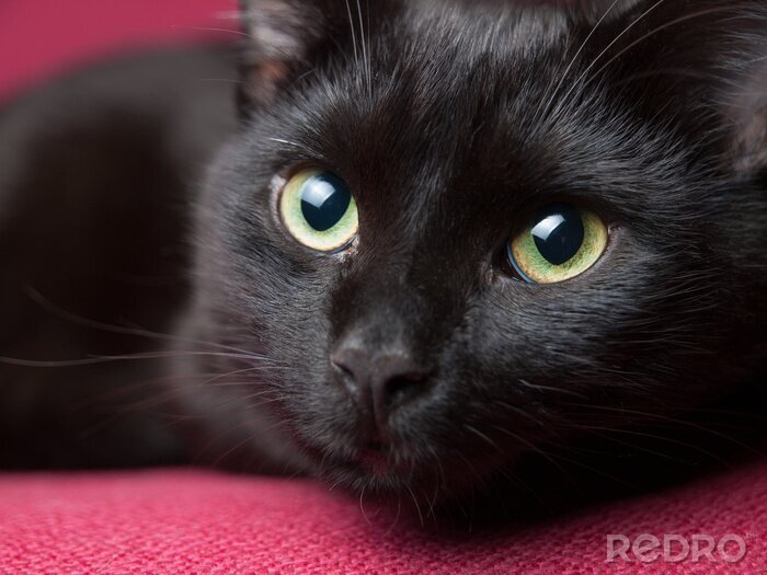 Sticker Nahaufnahme der grünen Augen einer Katze