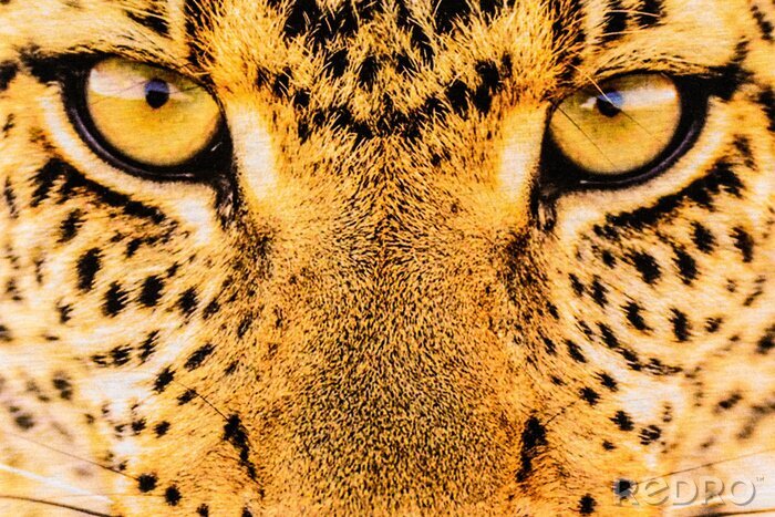 Sticker Nahaufnahme der leopard-augen