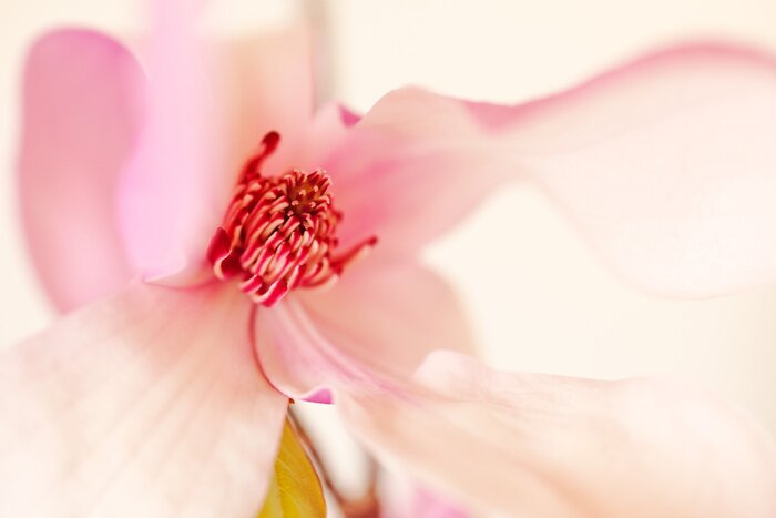 Sticker Nahaufnahme der Mitte einer Magnolie