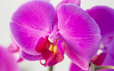 Sticker Nahaufnahme einer lila Orchidee