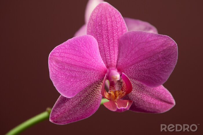 Sticker Nahaufnahme einer Orchidee