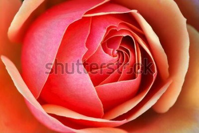 Sticker Nahaufnahme einer rosa Rose