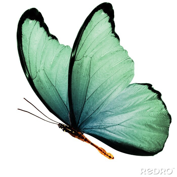 Sticker Nahaufnahme eines fliegenden grünen Schmetterlings
