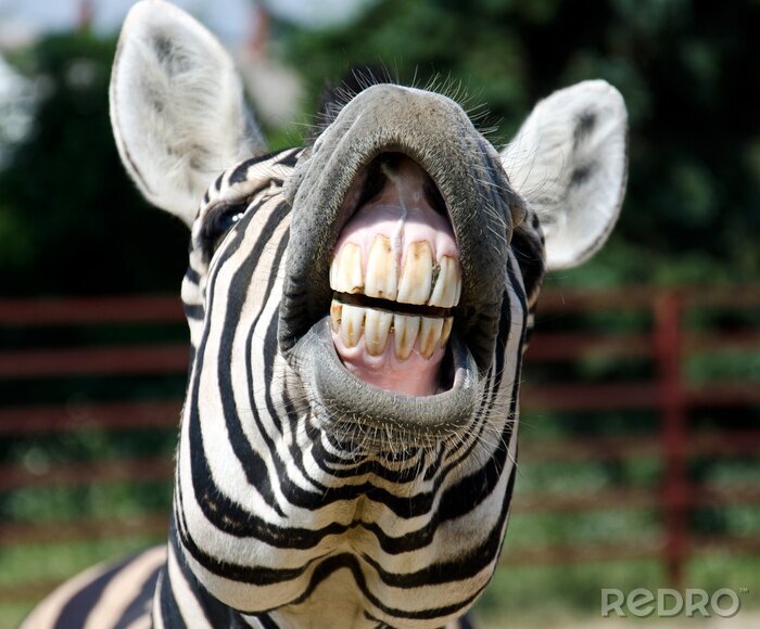 Sticker Nahaufnahme eines lächelnden Zebras