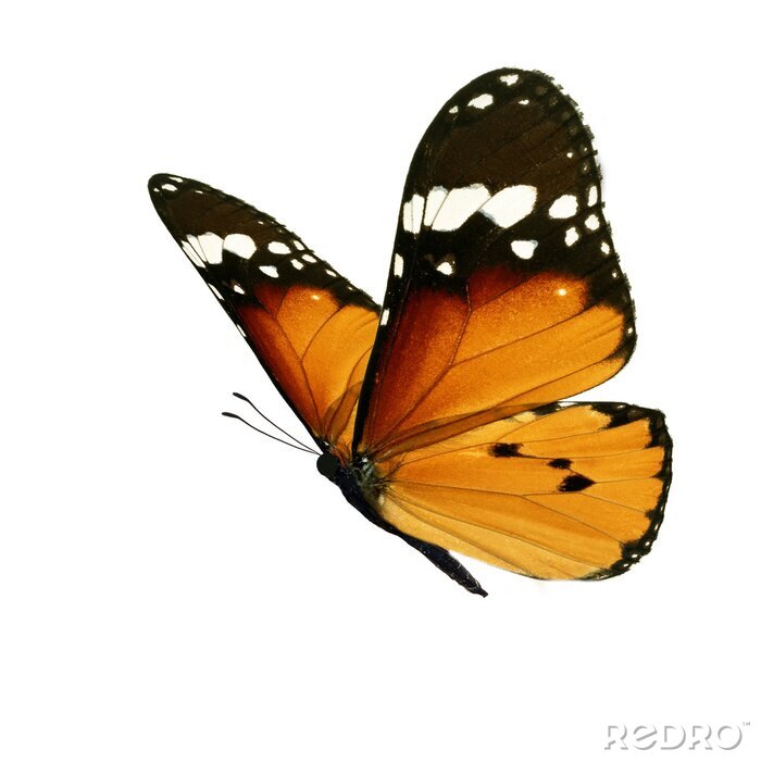 Sticker Nahaufnahme eines orange-schwarzen Schmetterlings im Flug