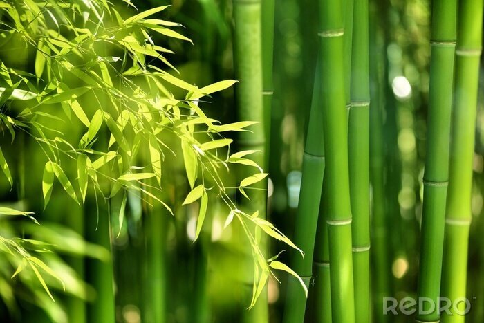 Sticker Nahaufnahme von Bambus und Blätter