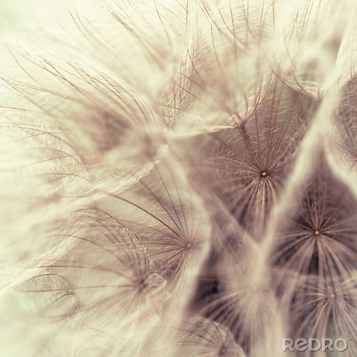 Sticker Nahaufnahme von Löwenzahnsamen