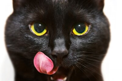 Sticker Nahaufnahme von Schnauze und Zunge einer Katze