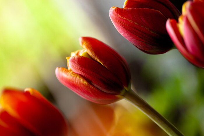 Sticker Nahaufnahme von Tulpen