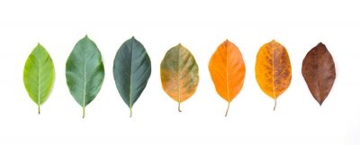Sticker Nahaufnahmegitter in der unterschiedlichen Farbe und im Alter der Jackfruitbaumblätter. Linie von bunten Blättern in der Herbstsaison. Für die Umwelt verändertes Konzept. Draufsicht oder Ebene legen H
