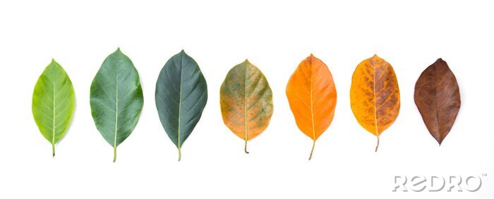 Sticker Nahaufnahmegitter in der unterschiedlichen Farbe und im Alter der Jackfruitbaumblätter. Linie von bunten Blättern in der Herbstsaison. Für die Umwelt verändertes Konzept. Draufsicht oder Ebene legen H