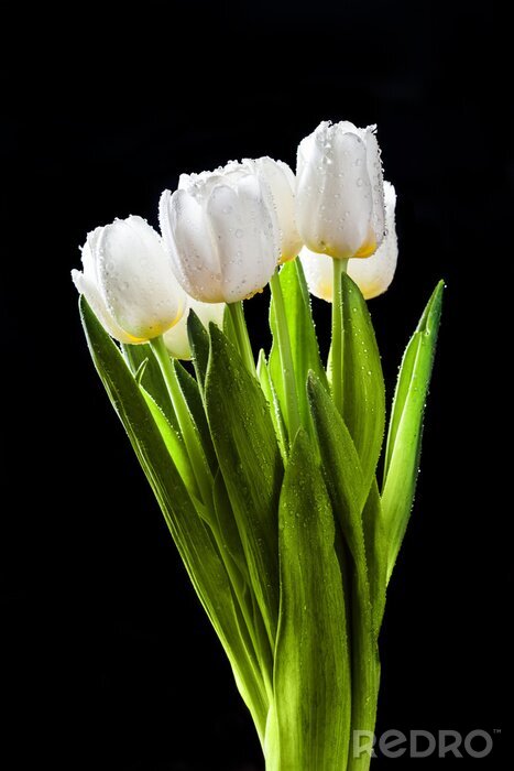 Sticker Nasse weiße Tulpen auf schwarzem Hintergrund