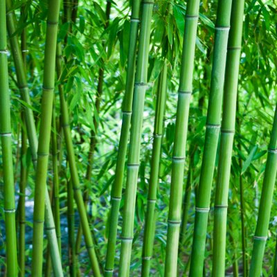 Natürliche Bambusse