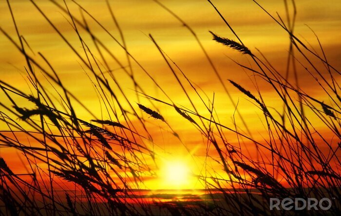 Sticker Natur bei Sonnenuntergang