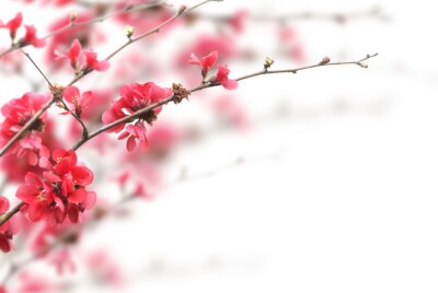 Natur in Form von Kirschenblüte