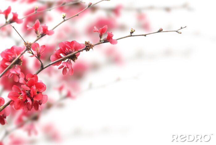 Sticker Natur in Form von Kirschenblüte