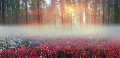 Natur in Morgendämmerung