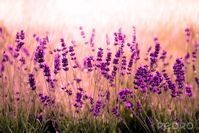 Sticker Natur provenzalisch