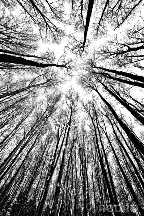 Sticker Natur schwarz-weiß