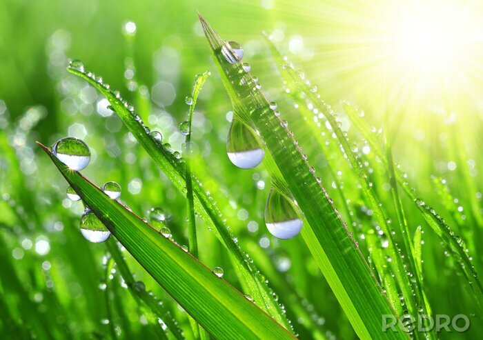 Sticker Natur und Landschaften von Gras mit Tau bedeckt