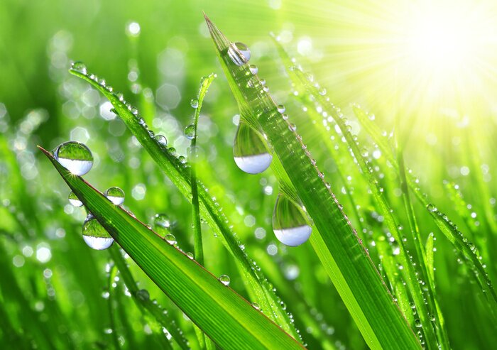 Sticker Natur und Landschaften von Gras mit Tau bedeckt