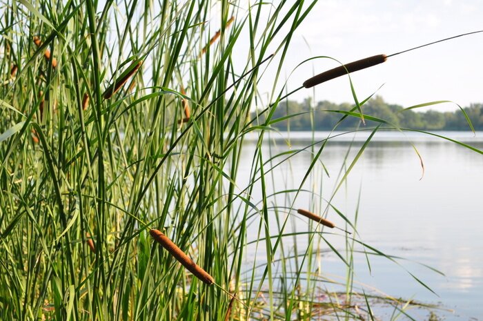 Sticker Natur und See mit Röhricht
