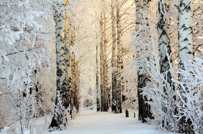Sticker Natur Wald im Winter