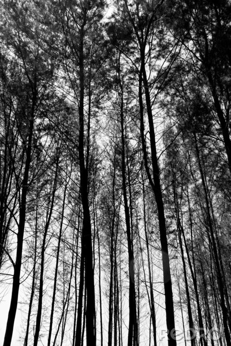 Sticker Natur Wald von unten gesehen