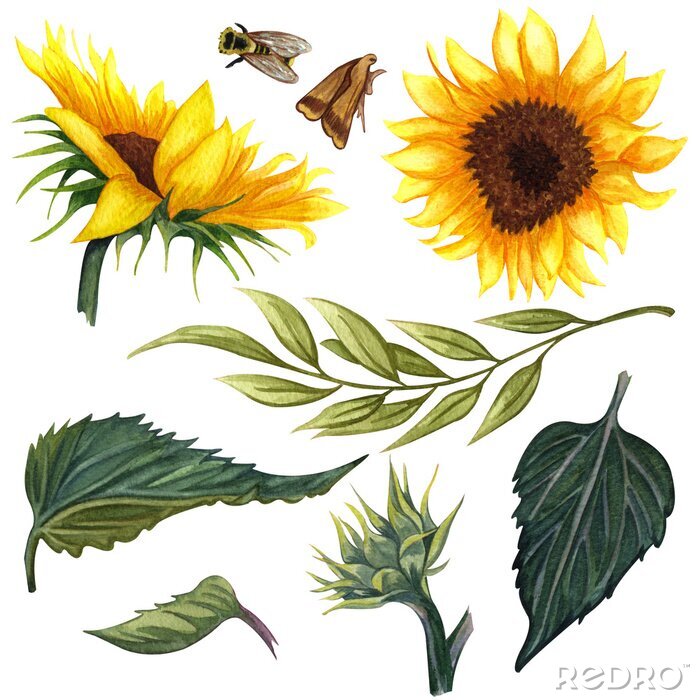 Sticker Naturillustration mit Sonnenblume