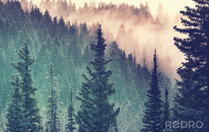 Sticker Nebel im Wald