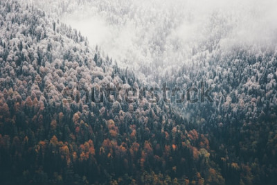 Sticker Nebelwald Nadelwaldlandschaft. Luftbildhintergrund. Reisen Sie ruhige landschaftliche Ansicht