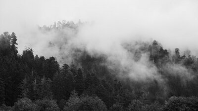 Nebliger Wald in Kalifornien