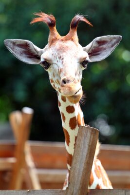 Neugierige Giraffe im Zoo