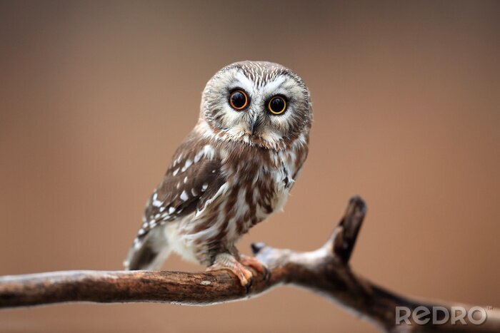 Sticker Niedliche Eule auf einem Ast