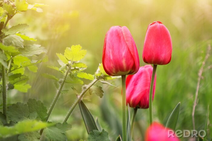 Sticker Niedliche Natur