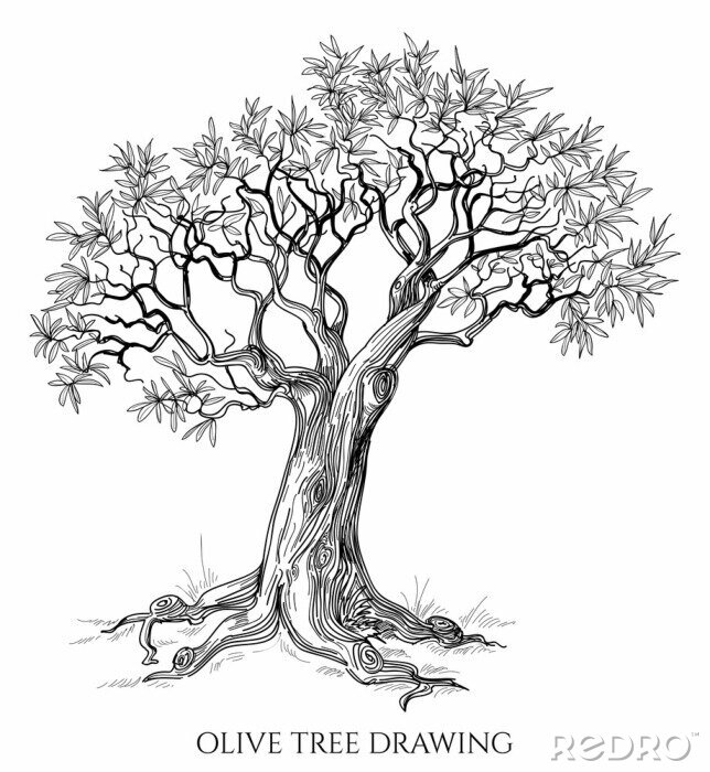 Sticker Olivenbaum isoliert Hand gezeichnet Vektor