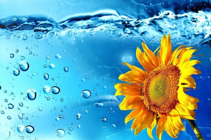 Sticker Orange Blume und Wassertropfen