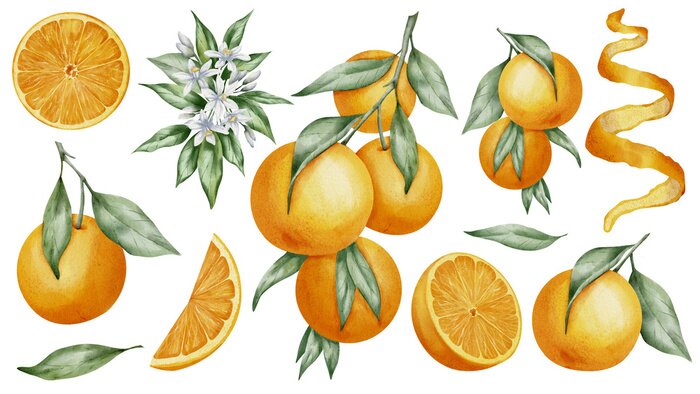 Sticker Orange Fruits set. Watercolor hand drawn illustration of tangerine branches with green leaves and slices of citrus Fruits on white isolated background. Bundle of mandarins for food label or menu.