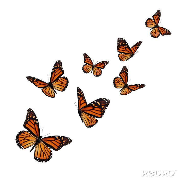 Sticker Orange-schwarze Schmetterlinge in die Luft steigend