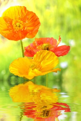 Sticker Orangefarbene Blumen am Wasser