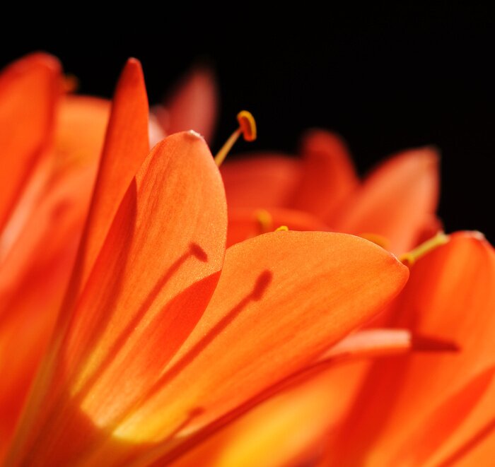 Sticker Orangefarbene Makroblume