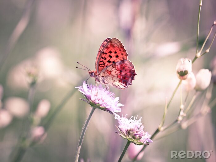 Sticker Orangefarbener Schmetterling auf einer weißen Blume