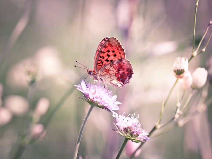 Sticker Orangefarbener Schmetterling auf einer weißen Blume